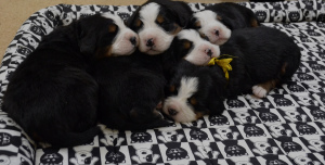 Photo №3. Bernese Mountain Dog puppies from titled parents. Russian Federation