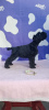 Additional photos: Miniature Schnauzer Puppies