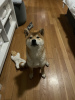 Additional photos: Beautiful Shiba Inu dog with a pedigree
