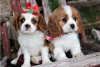 Photo №3. Adorable Cavalier King Charles Puppies for free adoption. Germany