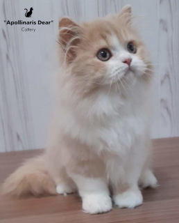 Photo №2 to announcement № 6745 for the sale of british longhair - buy in Russian Federation from nursery, breeder