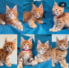 Photo №4. I will sell maine coon in the city of Pfäffikon. private announcement - price - 423$