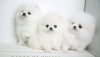 Photo №2 to announcement № 42339 for the sale of pomeranian - buy in Germany 