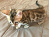 Photo №3. Bengal kittens for rehoming. United States
