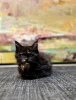 Photo №3. Black tortoiseshell kitten after champions. Poland