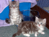 Photo №1. maine coon - for sale in the city of Антверпен | Is free | Announcement № 115064