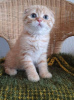 Photo №2 to announcement № 12003 for the sale of scottish fold - buy in United States private announcement