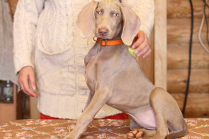 Photo №2 to announcement № 1681 for the sale of weimaraner - buy in Russian Federation from nursery