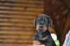 Photo №2 to announcement № 54451 for the sale of dobermann - buy in Serbia breeder