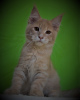 Photo №2 to announcement № 7817 for the sale of maine coon - buy in Russian Federation from nursery