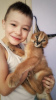 Photo №1. savannah cat - for sale in the city of Warsaw | negotiated | Announcement № 8024