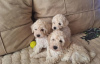 Photo №1. poodle (toy) - for sale in the city of Нови Сад | negotiated | Announcement № 115022