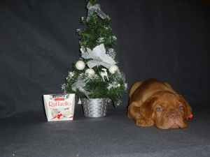 Photo №1. dogue de bordeaux - for sale in the city of Kazan | 968$ | Announcement № 4559