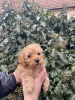 Additional photos: toy poodle