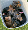 Photo №1. dachshund - for sale in the city of Цофинген | 370$ | Announcement № 29119