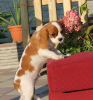 Photo №2 to announcement № 12540 for the sale of cavalier king charles spaniel - buy in Latvia private announcement