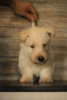 Photo №4. I will sell scottish terrier in the city of Simferopol. private announcement - price - negotiated