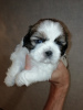 Photo №4. I will sell lhasa apso, shih tzu in the city of Pärnu. private announcement, from nursery, breeder - price - 634$