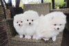 Photo №1. pomeranian - for sale in the city of Бернау | Is free | Announcement № 116028