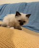 Photo №1. birman - for sale in the city of Гамбург | Is free | Announcement № 99787