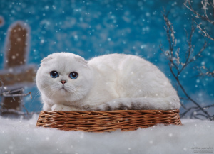 Photo №2 to announcement № 3371 for the sale of scottish fold - buy in Russian Federation from nursery