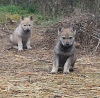 Photo №2 to announcement № 42020 for the sale of czechoslovakian wolfdog - buy in Bulgaria private announcement