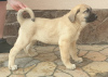 Additional photos: Turkish Kangal puppies