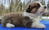 Photo №3. Welsh corgi cardigan puppies. Russian Federation