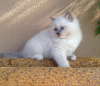 Photo №2 to announcement № 83558 for the sale of ragdoll - buy in United States private announcement