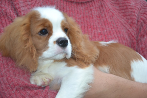 Photo №4. I will sell cavalier king charles spaniel in the city of Vitebsk. private announcement - price - 1000$