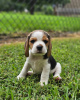 Photo №4. I will sell beagle in the city of Гамбург. private announcement - price - 380$