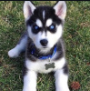 Photo №1. siberian husky - for sale in the city of Lovech | negotiated | Announcement № 101827
