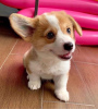 Photo №2 to announcement № 119872 for the sale of welsh corgi - buy in Croatia private announcement