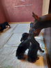 Additional photos: Purebred Doberman puppies for sale 2 months old.
