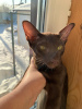Photo №1. oriental shorthair - for sale in the city of Москва | 483$ | Announcement № 33359