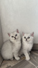 Photo №1. british shorthair - for sale in the city of Berlin | 528$ | Announcement № 77092