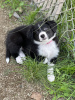 Photo №1. border collie - for sale in the city of Los Angeles | Is free | Announcement № 40111