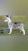 Photo №2 to announcement № 123381 for the sale of siberian husky - buy in Russian Federation from nursery