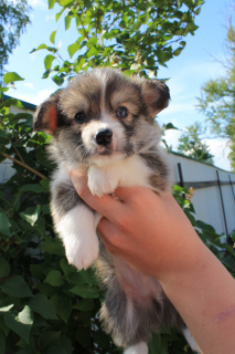 Photo №1. welsh corgi - for sale in the city of St. Petersburg | 844$ | Announcement № 2944