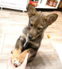 Photo №4. I will sell non-pedigree dogs in the city of Москва. private announcement - price - Is free