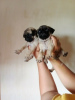 Photo №2 to announcement № 72031 for the sale of pug - buy in Finland private announcement, breeder