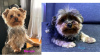 Photo №2 to announcement № 90706 for the sale of yorkshire terrier - buy in Switzerland private announcement