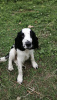 Photo №2 to announcement № 18772 for the sale of english springer spaniel - buy in Russian Federation private announcement
