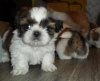 Photo №1. shih tzu - for sale in the city of Berlin | 338$ | Announcement № 90359