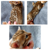 Photo №2 to announcement № 19299 for the sale of bengal cat - buy in Belarus private announcement