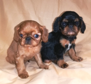 Photo №4. I will sell cavalier king charles spaniel in the city of St. Petersburg. private announcement - price - 323$