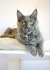 Photo №2 to announcement № 8879 for the sale of maine coon - buy in Russian Federation from nursery, breeder
