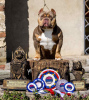 Additional photos: American Bully puppies for sale