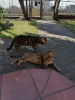 Additional photos: Bengal cats and cats