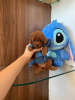 Photo №1. poodle (toy) - for sale in the city of Амстердам | negotiated | Announcement № 114450